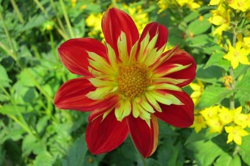 dahlia flower red yellow