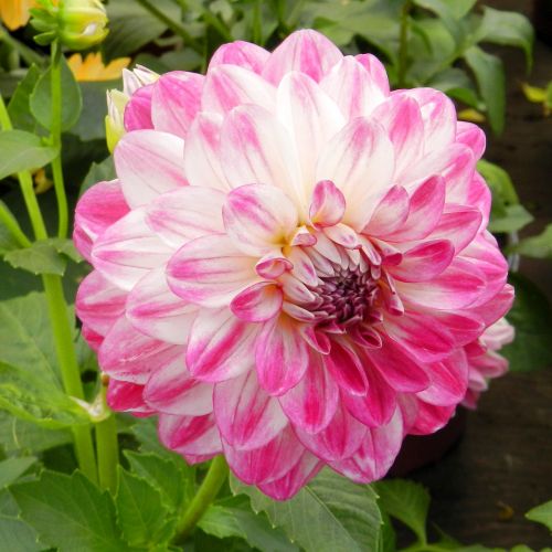 Dahlia # 3