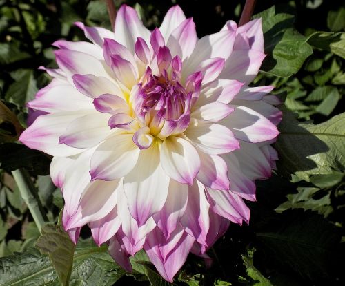 dahlia cordesse flower