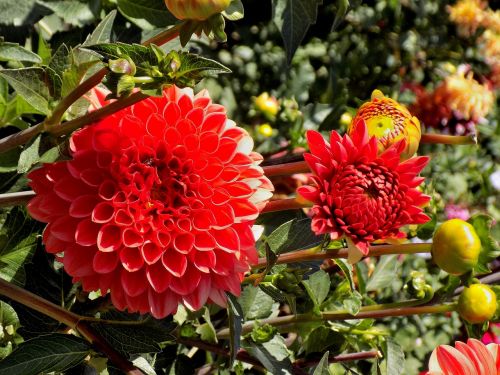 dahlia nature plant