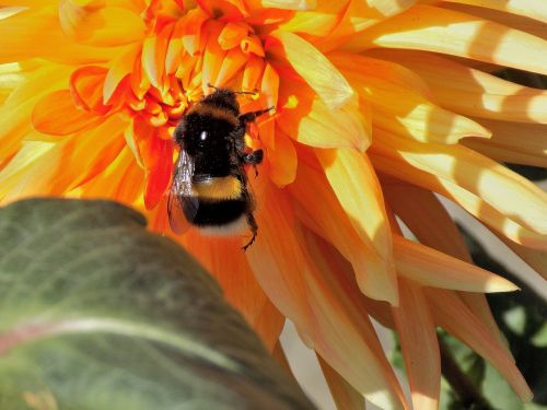 dahlia bumblebee nature