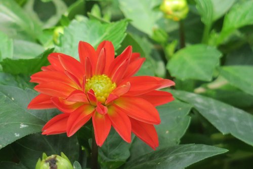 dahlia  nature  plant