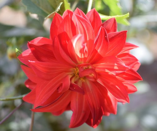 dahlia  adália  flower
