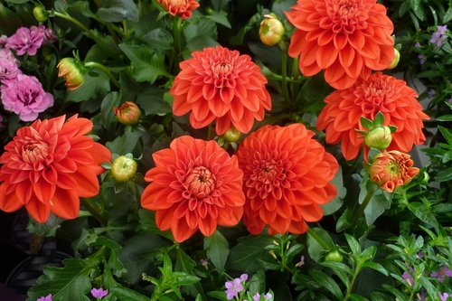 dahlia  flower  red