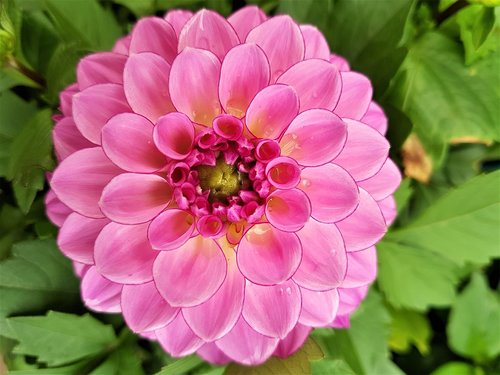 dahlia  bloom  flower