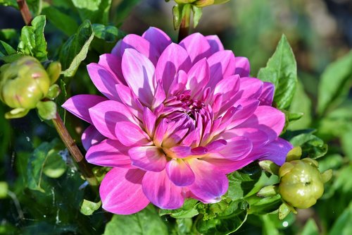 dahlia  dahlias bud  flower