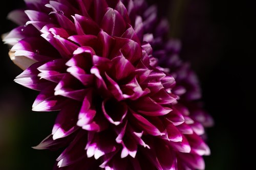 dahlia  flower  purple