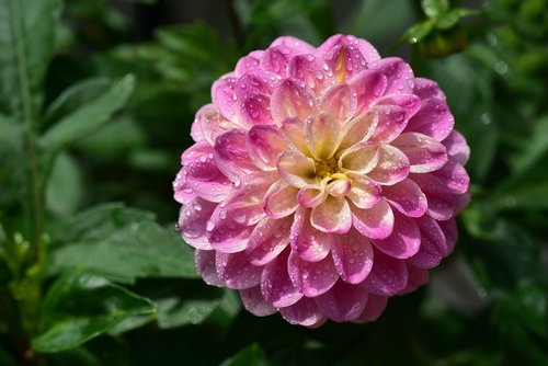 dahlia  flower  blossom