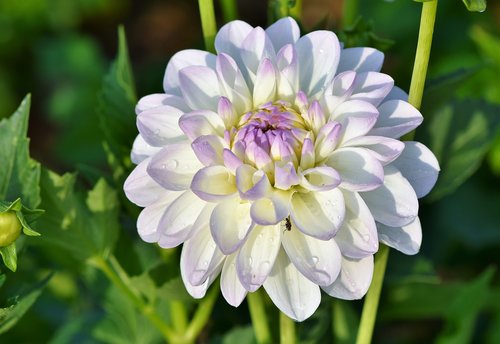 dahlia  dahlias bud  flower