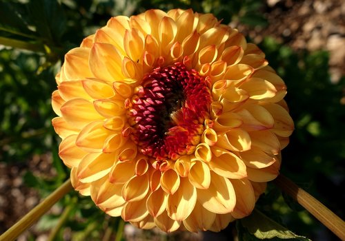 dahlia  plant  flower