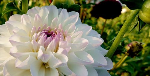 dahlia  plant  flower