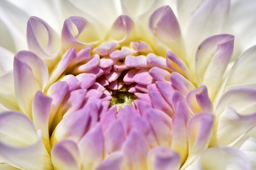 dahlia  dahlias bud  flower