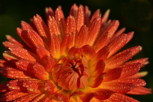 dahlia  flower  blossom