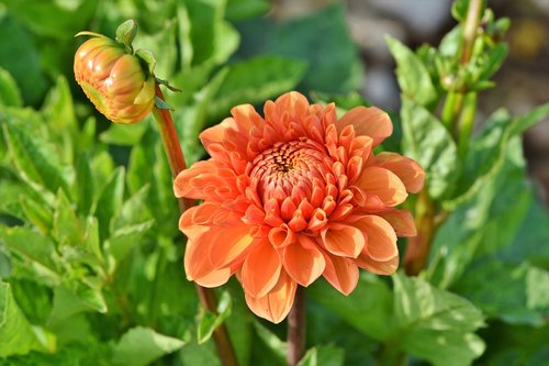 dahlia  dahlias bud  flower