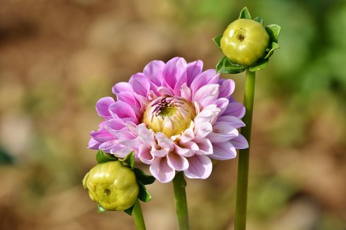 dahlia  dahlias bud  flower