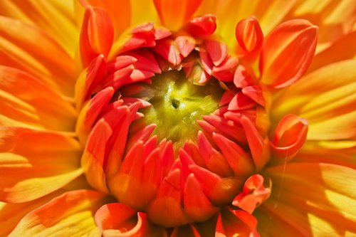 dahlia  flower  blossom