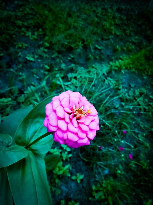 dahlia  pink flower  blossom