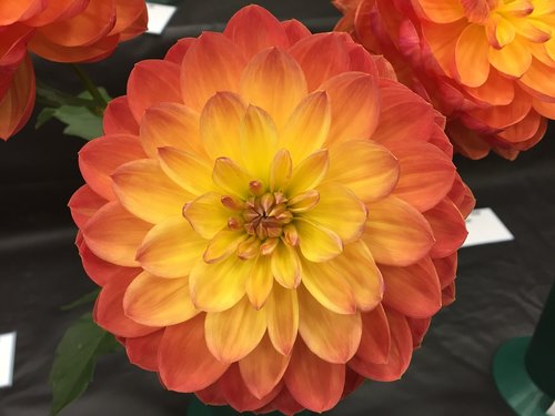 dahlia  orange  flower