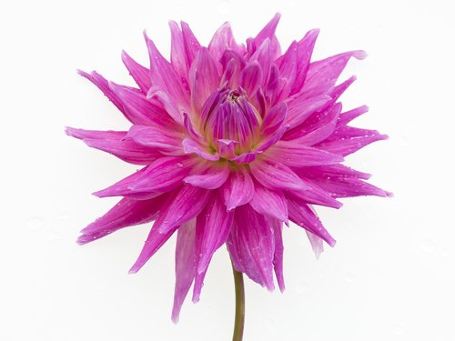 dahlia  pink  flower