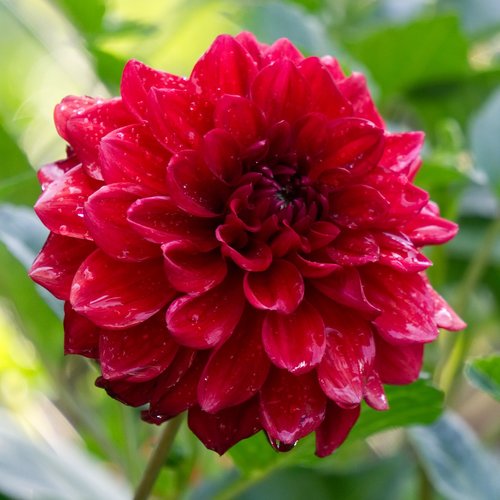 dahlia  blossom  bloom