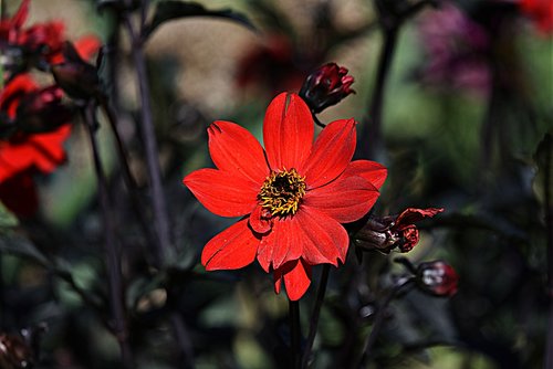dahlia  flower  red