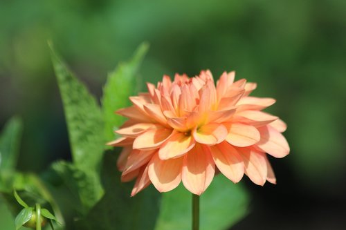 dahlia  flower  garden flower