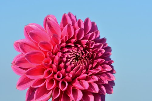 dahlia  dahlias bud  flower