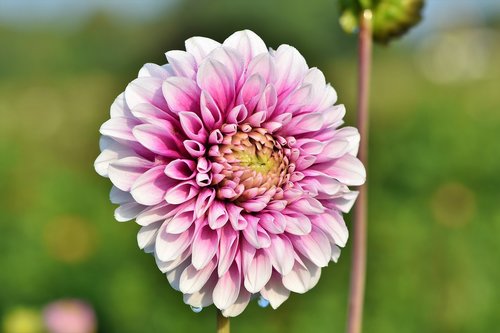 dahlia  dahlias bud  flower