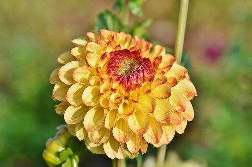 dahlia  dahlias bud  flower