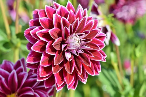 dahlia  dahlias bud  flower