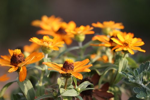 dahlia  orange  plant