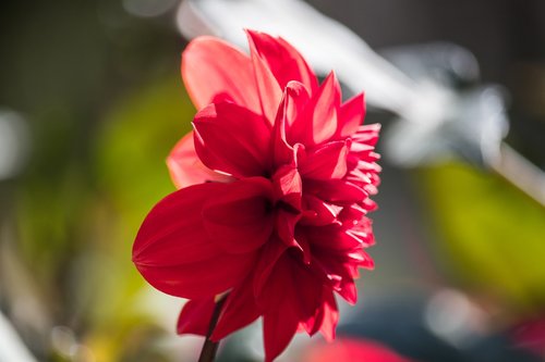 dahlia  blossom  bloom