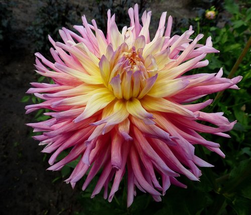 dahlia  flower  bright