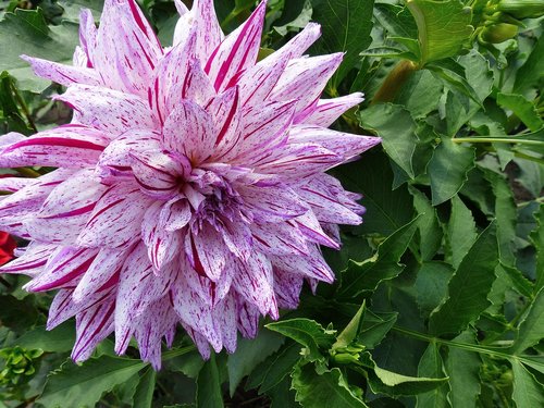 dahlia  flower  striped