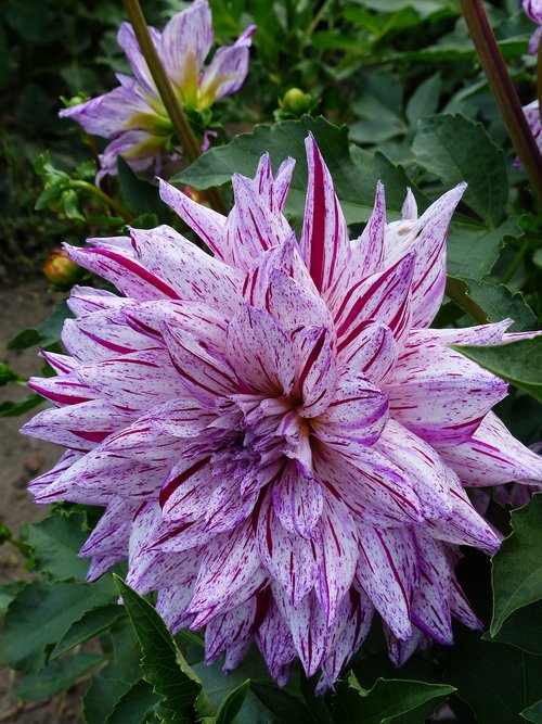 dahlia  flower  striped