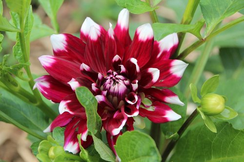 dahlia  red dahlia white  dahlia bicolor