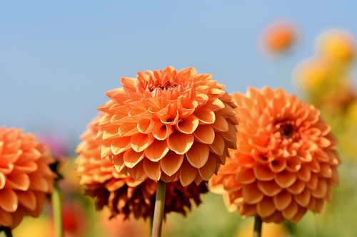 dahlia  dahlias bud  flower