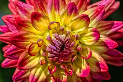 dahlia  flower  summer