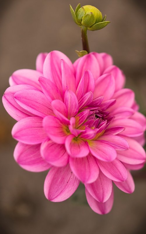 dahlia  pink  flower