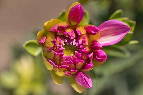 dahlia  bud  flower