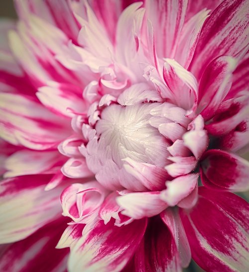 dahlia  red  white