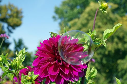 dahlia  soap bubble  fun