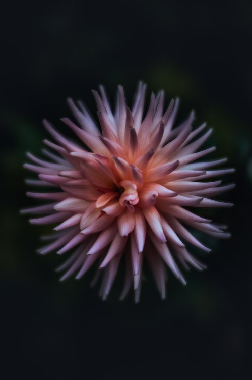 dahlia  dahlia flower  flower