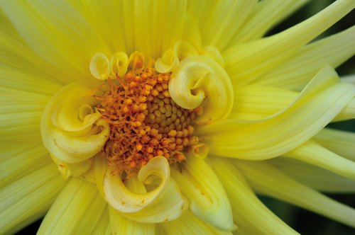 dahlia  yellow  close up