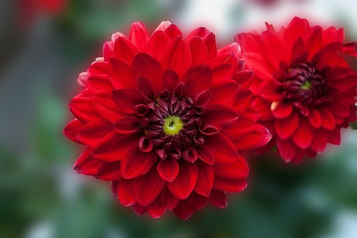 dahlia  flower  red