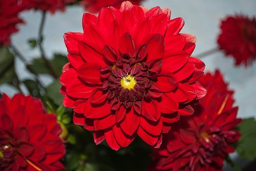 dahlia  flower  red