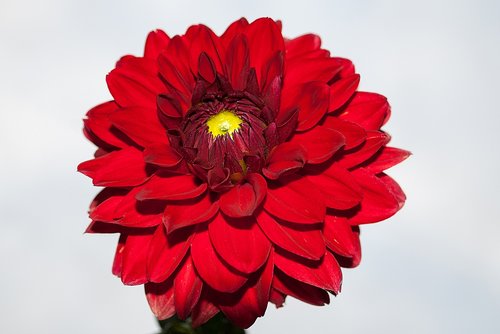 dahlia  flower  red