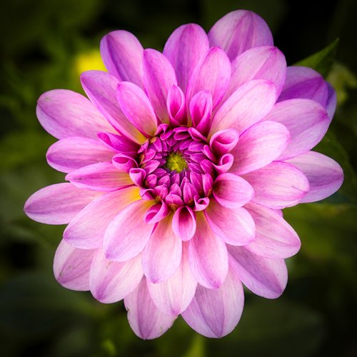 dahlia  bright  pink