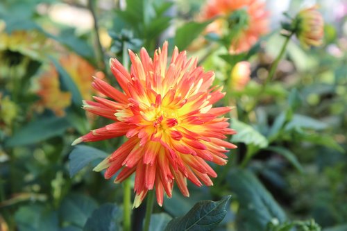 dahlia  dahlia-orange  flowering