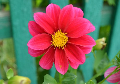 dahlia  flower  bloom